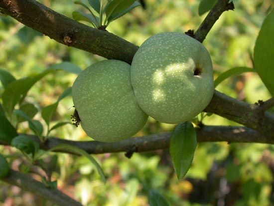 Asisbiz Yu Garden Yu Yang Garden flora Chaenomeles Sinensis