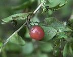 AppleMark 
