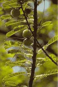 Amla on the vine