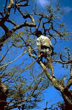 A harvest climbing an Emblica tree
