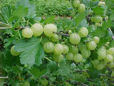 A branch of true gooseberries (Ribes spp.)