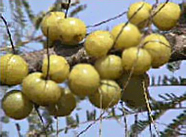 Ripe emblica ready for collection