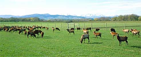 Large deer farm in New Zealand