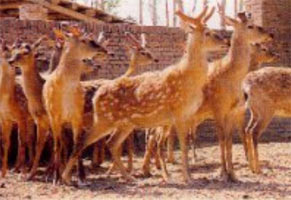 Sika deer farm in China