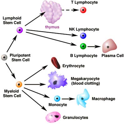 blood cells pictures. are not true lood cells,