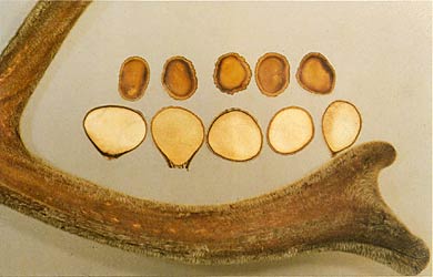 Sliced and whole antler