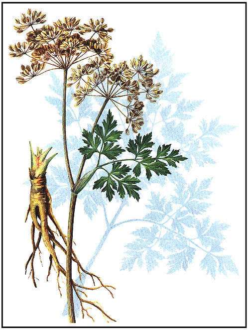 Angelica sinensis; tang-kuei