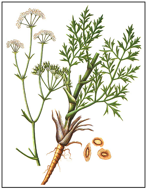 Ledeborella divaricata; siler