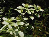 A. japonica