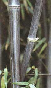 Black bamboo