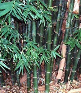 Bambusa texilis (weaver's bamboo), a frequent source of tianzhuhuang