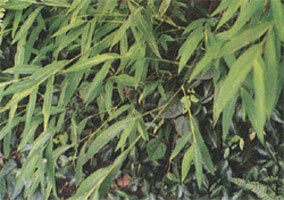 Lophatherum (grass bamboo), a usual source of bamboo leaf in China