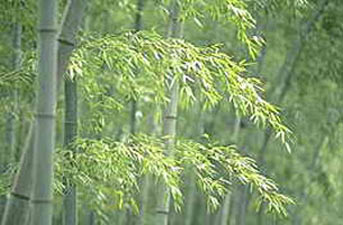 A bamboo forest in Anhui Province