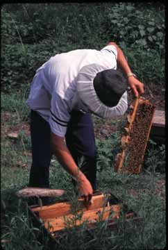 Chinese beekeeper tending the hive