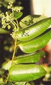 Cinnamomum tamala, also known Indian bay leaves