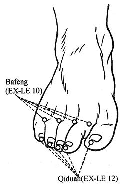 The qiduan and bafeng points