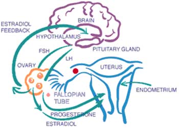 Perimenopausal Brain Fog: Acupuncture and Herbs to Stimulate Brain