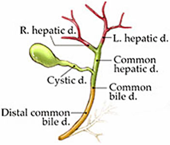 bile formation