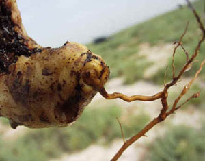 Cistanche