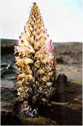 Cistanche deserticola
