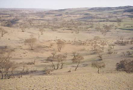 Typical desert flora of Inner Mongolia