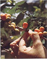 Coffee beans on the vine