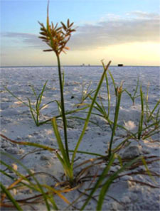 Cyperus