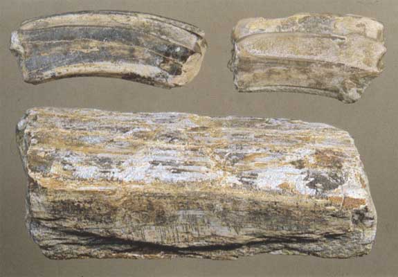 Samples of dragon tooth (top) and dragon bone (bottom)
