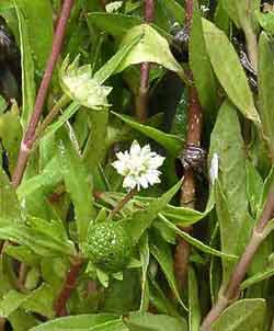 Eclipta alba and its saponins