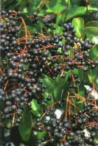 Ligustrum lucidum and oleanolic acid