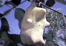 Sumac gall