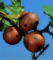 Oak gall