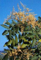 Sumac