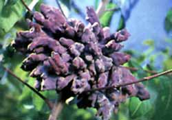 Sumac gall