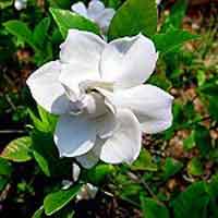 Gardenia flower