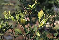 Gardenia early stage fruit (green)