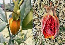 Fully formed fruit (yellow) and interior view