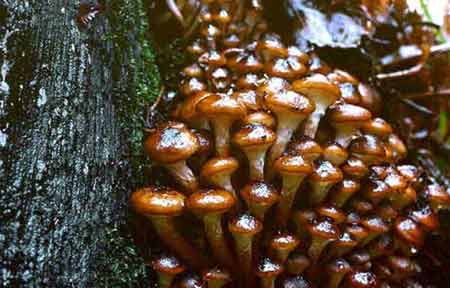 Gastrodia tuber