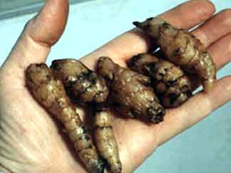 The roots of Gastrodia sesamoides.