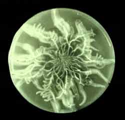 Armellaria mycelium growing in laboratory Petri dish. 