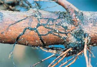 Shoelace-like strands of Armellaria on a tree root.