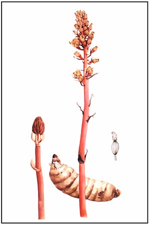 Artist rendition of Gastrodia elata