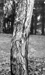 Armellaria mellea