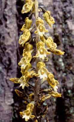 Vanillin and l-dopa