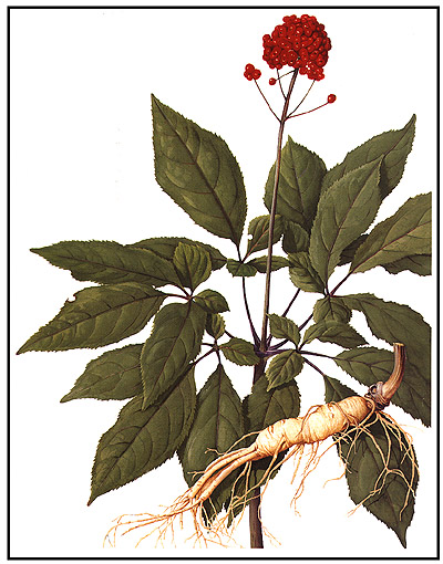  ginseng.JPG