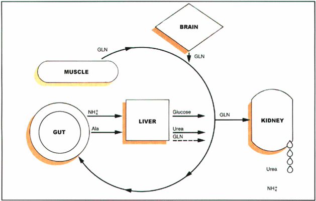 Some glutamine transfer pathways