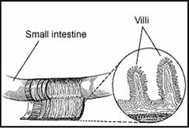 Intestinal villi
