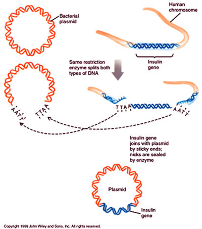 The great, global promise of genetically modified 