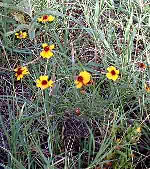Field of thelesperma.