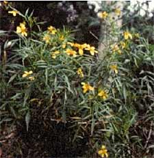 Navajo artist Kady Sun frequently uses a yellow dye from the greenthread plant. The dye is made from the flowers and twigs of the plant, boiled for several hours; the leaves produce a rust-colored dye.